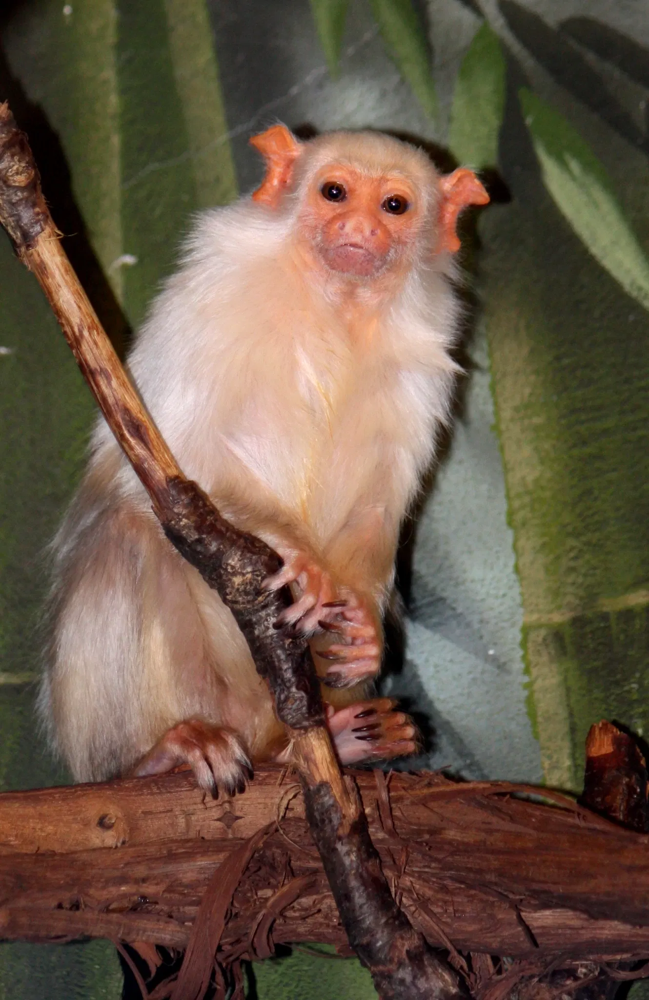 Zoológico del Bronx