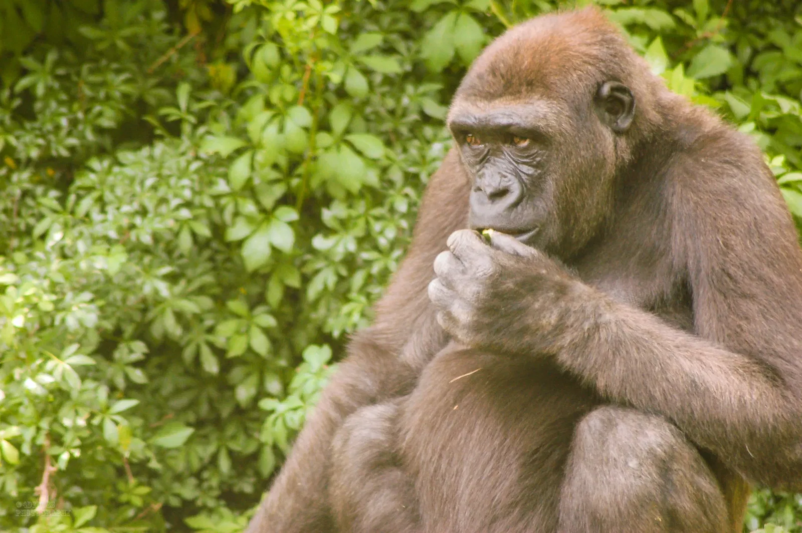 Zoológico del Bronx