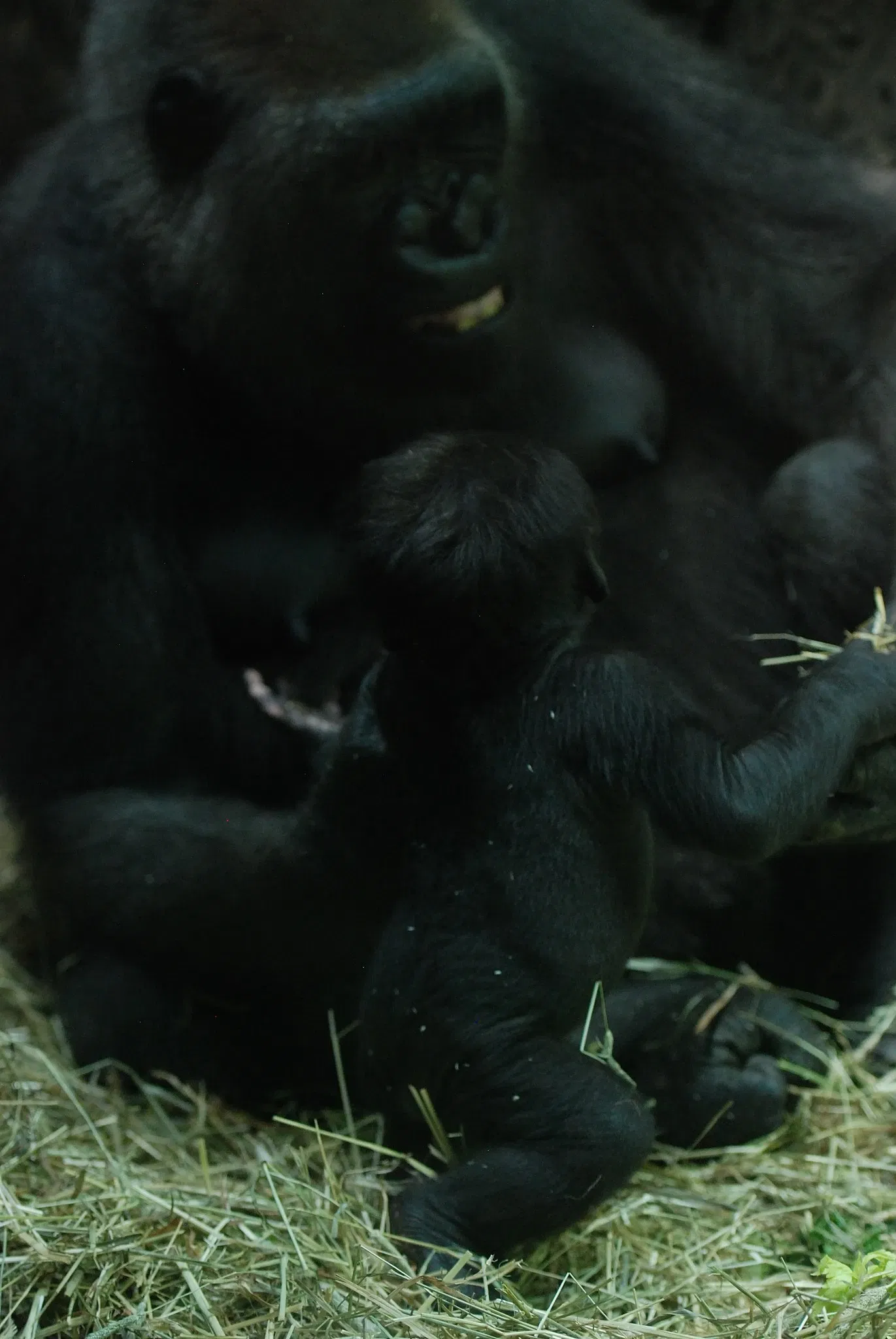 Zoológico del Bronx