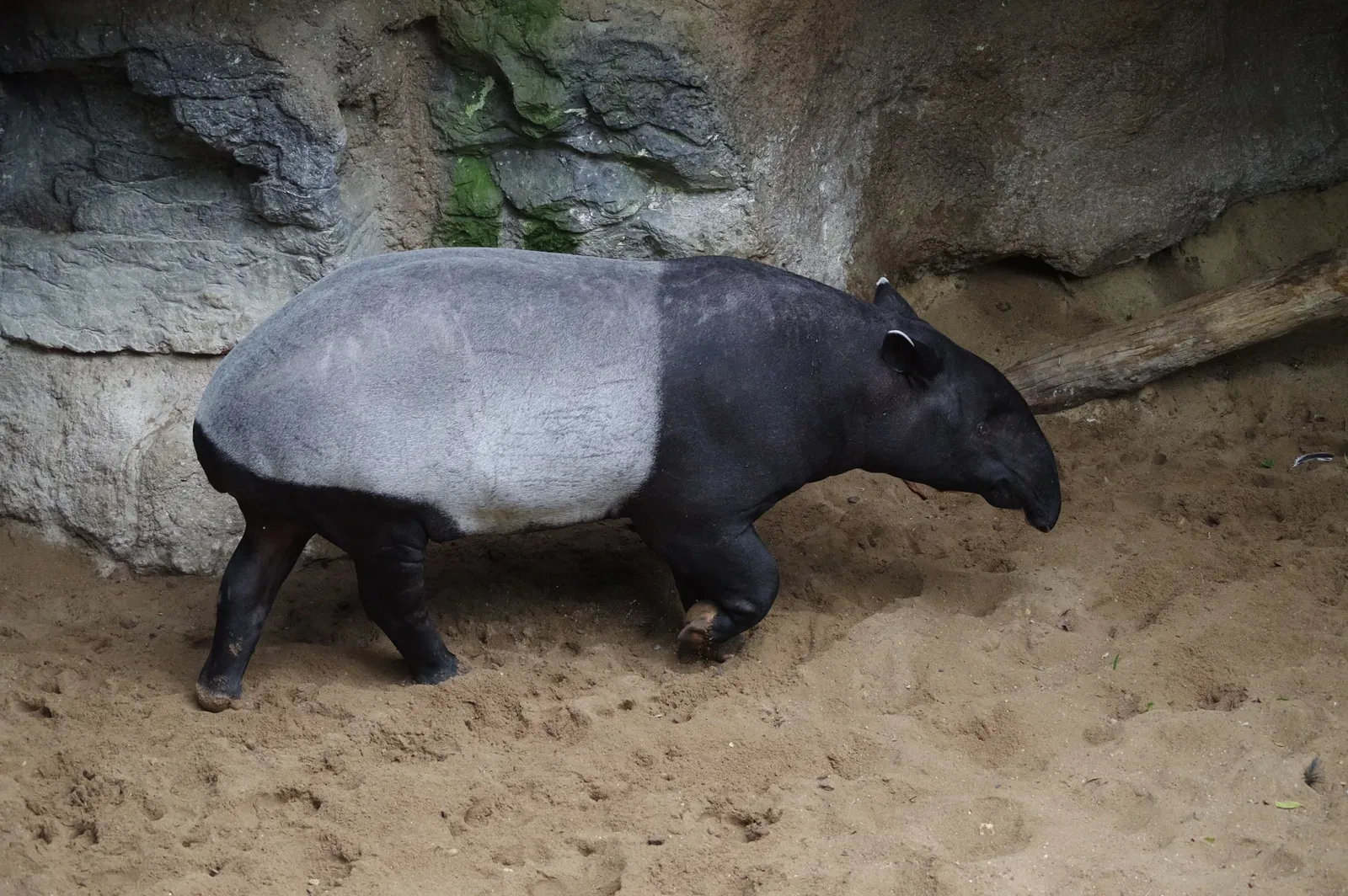Zoológico del Bronx