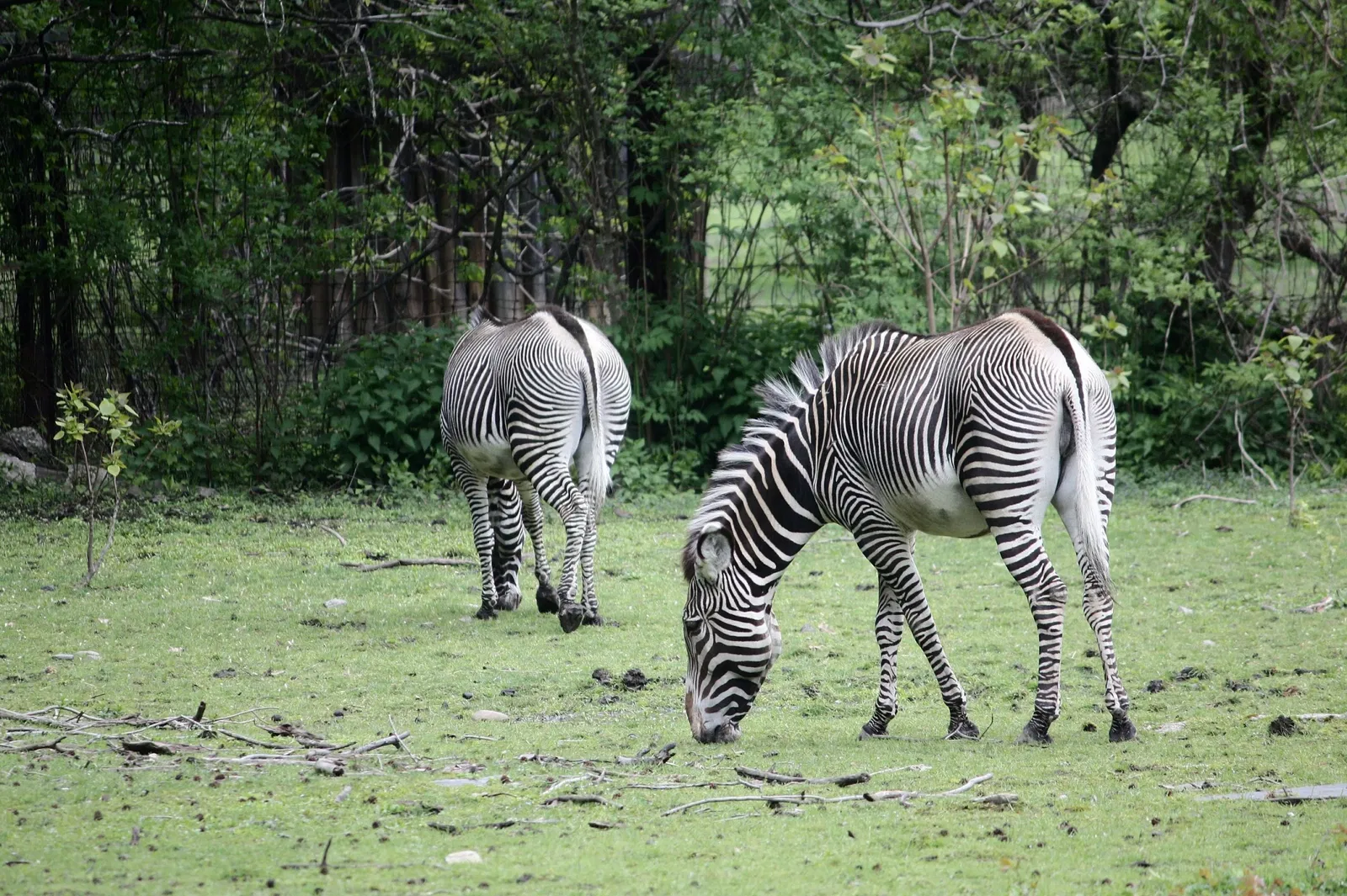 Zoológico del Bronx