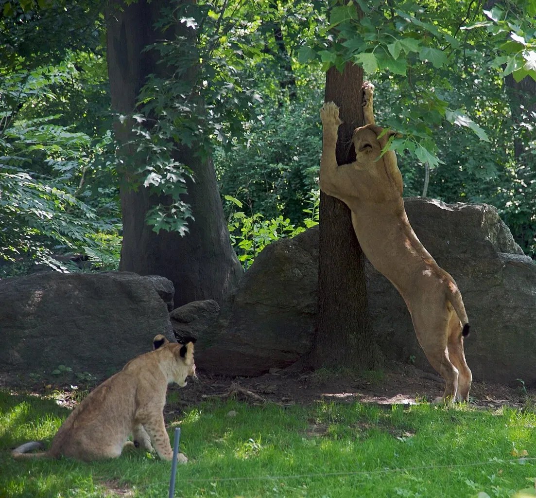 Zoológico del Bronx