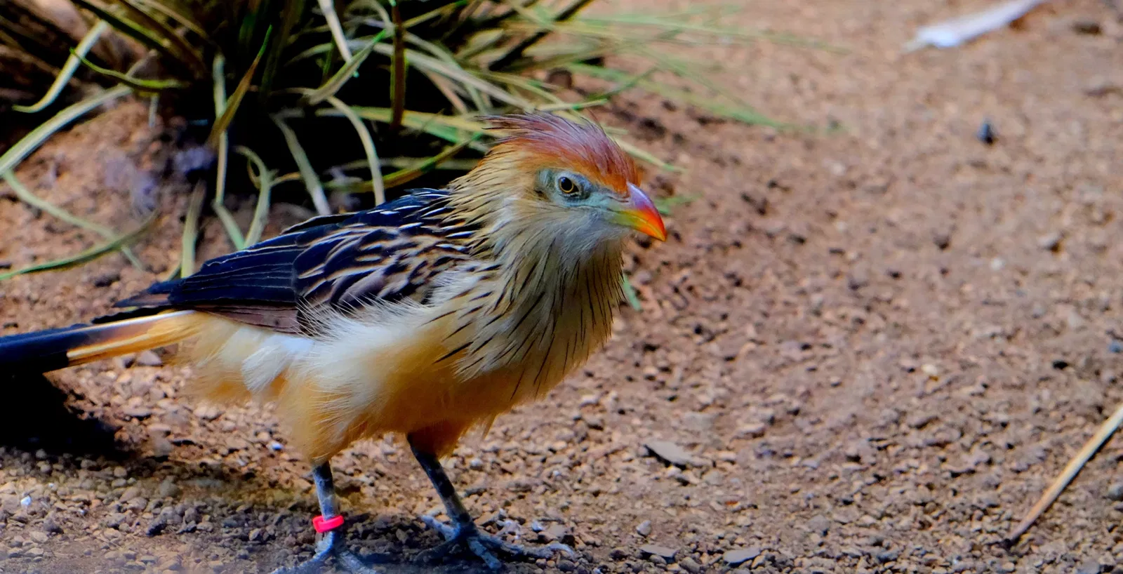 Zoológico del Bronx