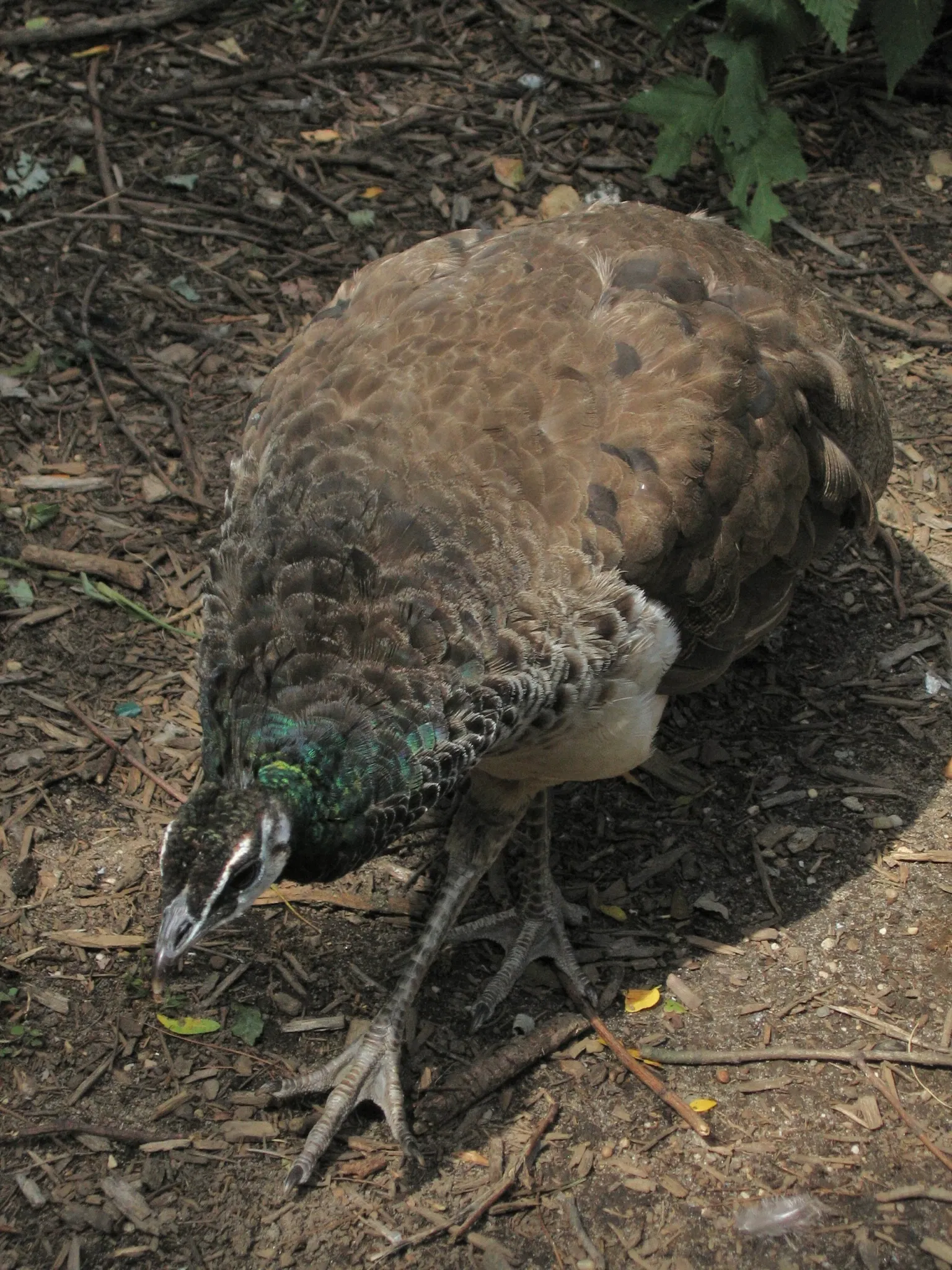 Zoológico del Bronx