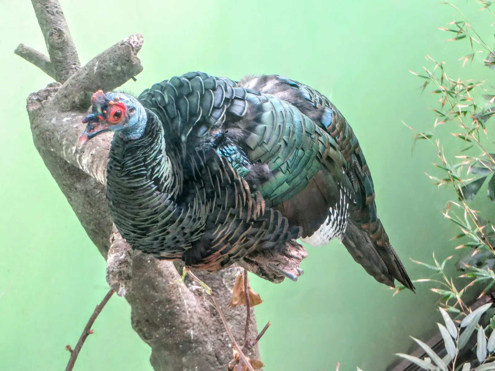 Zoológico del Bronx