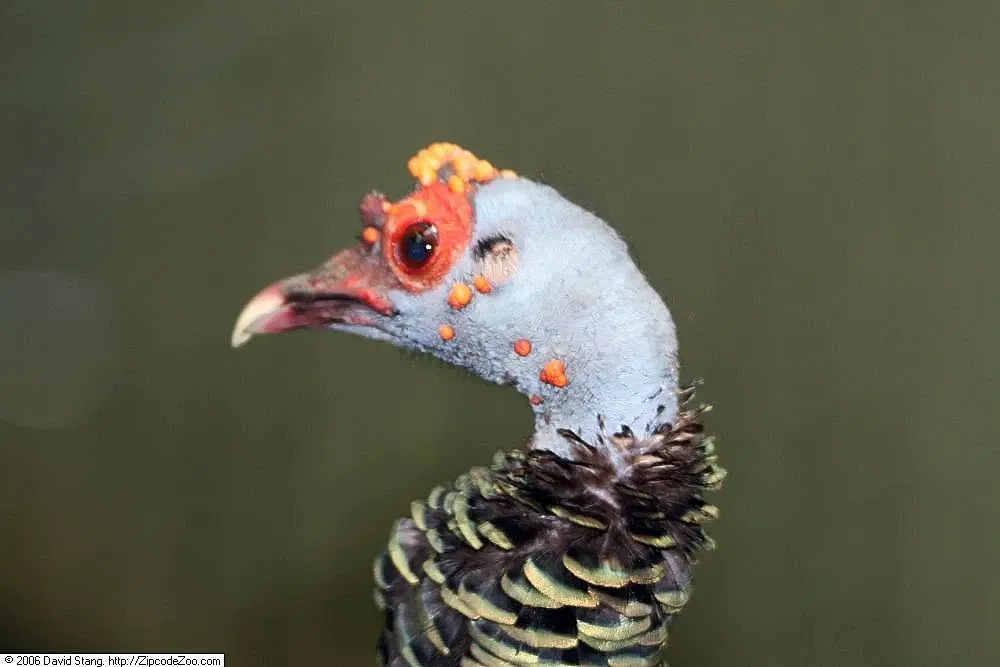 Zoológico del Bronx