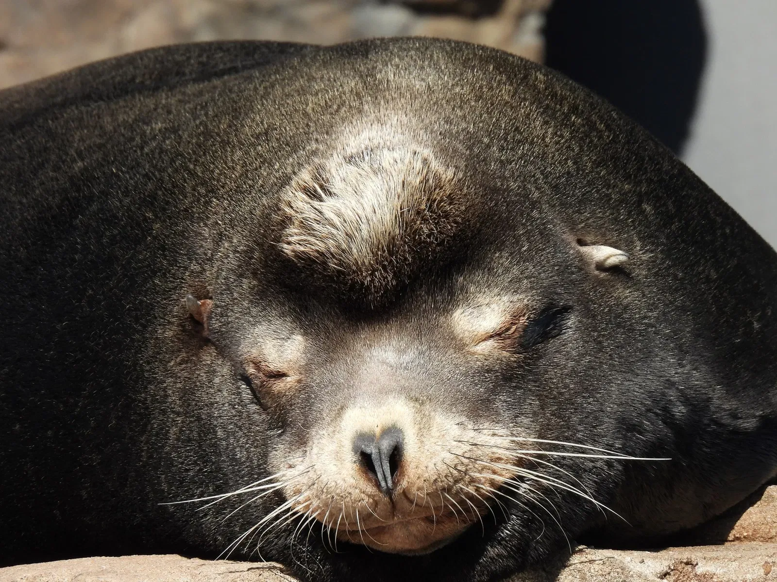Acquario di New York