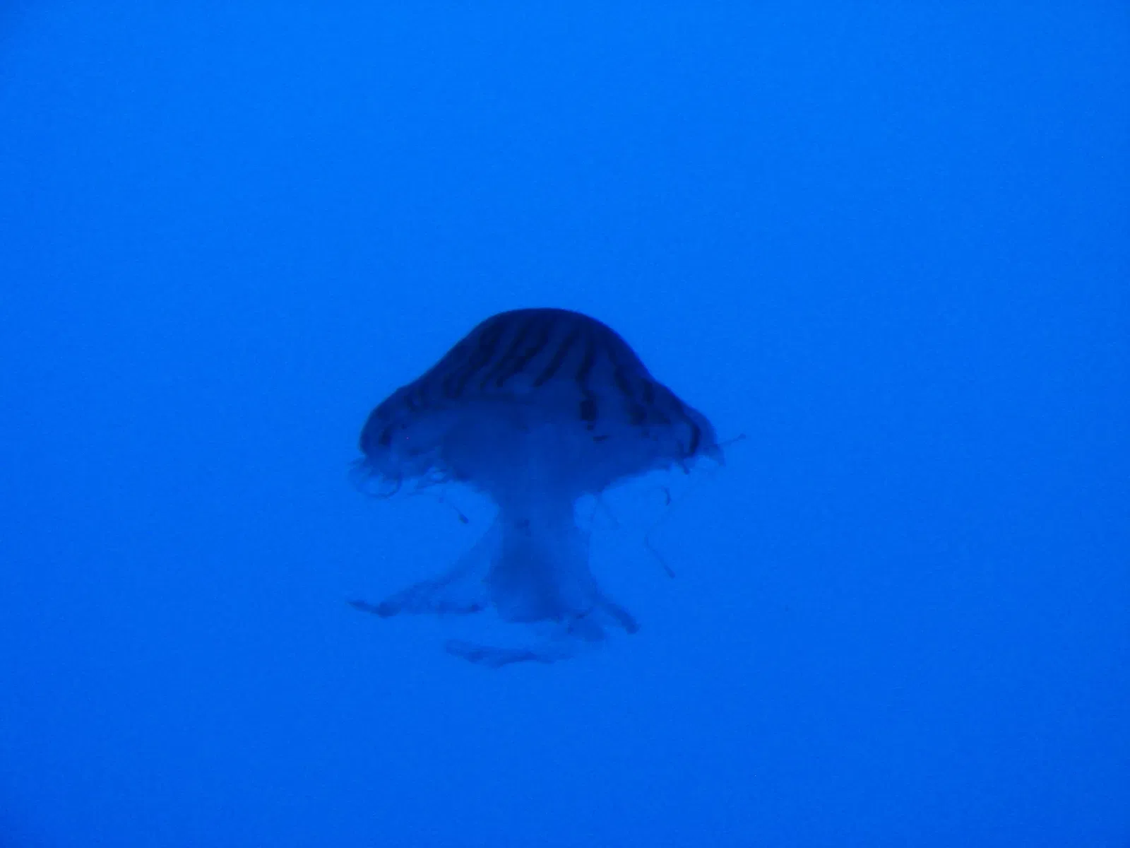 Acquario di New York
