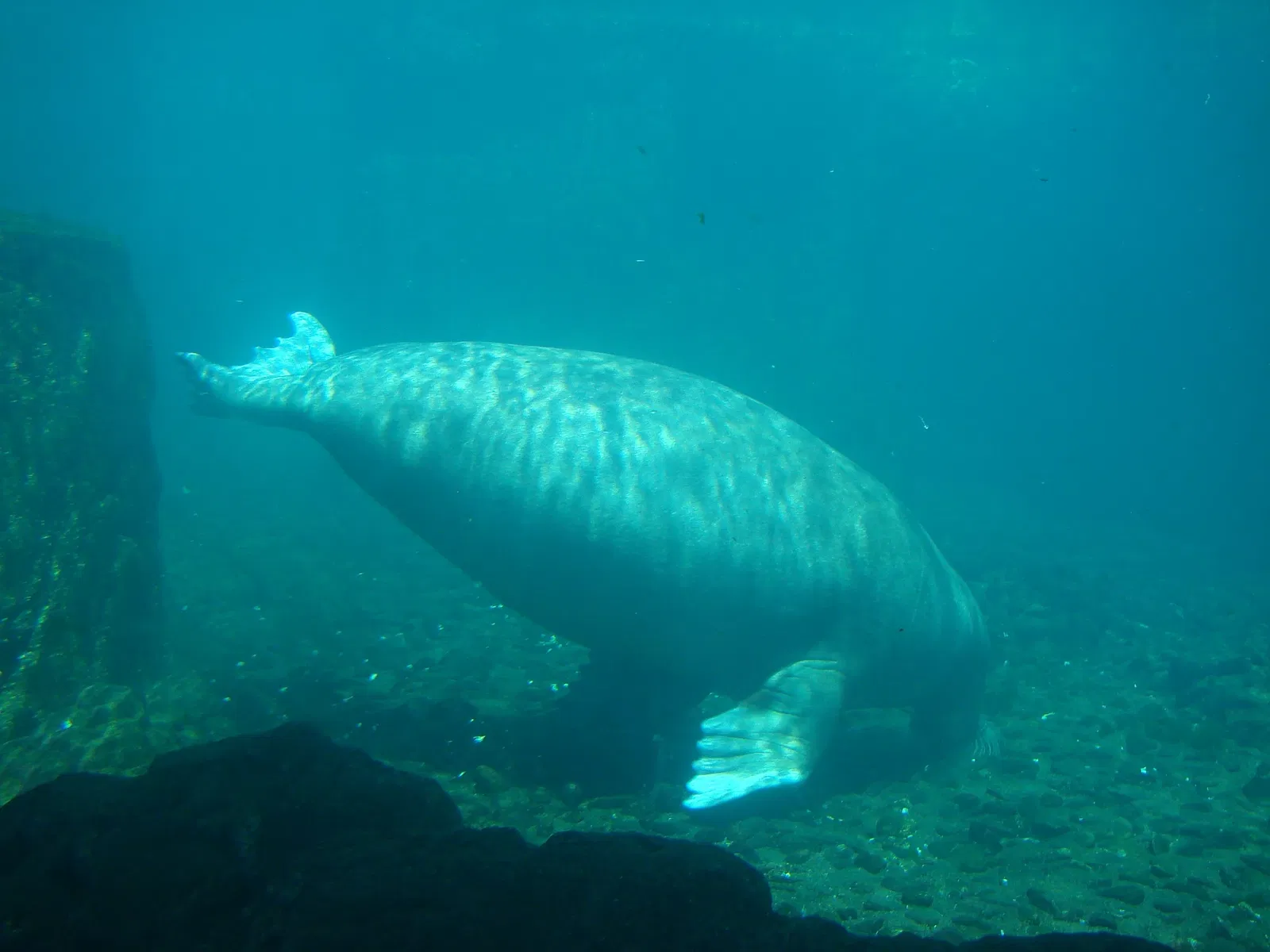 Acquario di New York