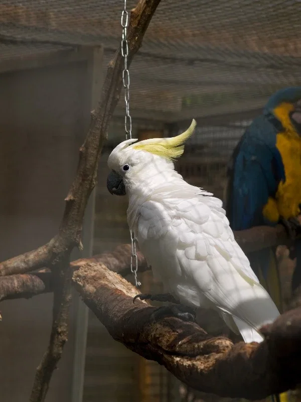 North Zealand Bird Park