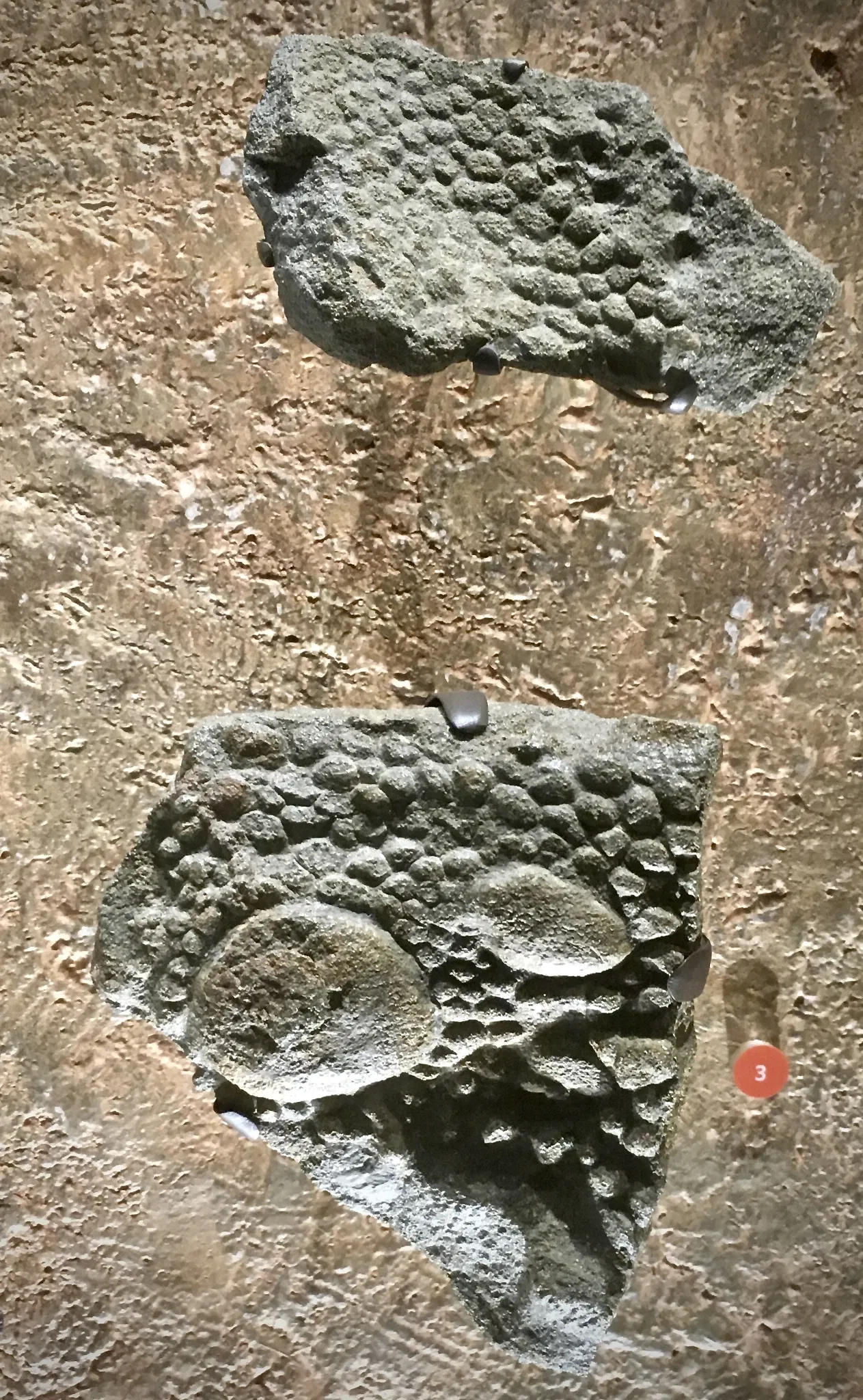 Museo de Historia Natural del Condado de Los Ángeles