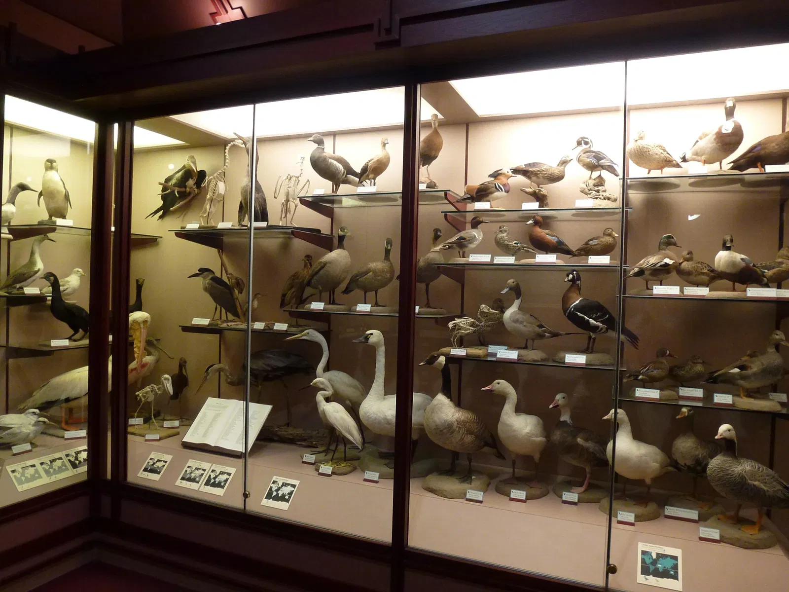 Musée d'histoire naturelle du comté de Los Angeles