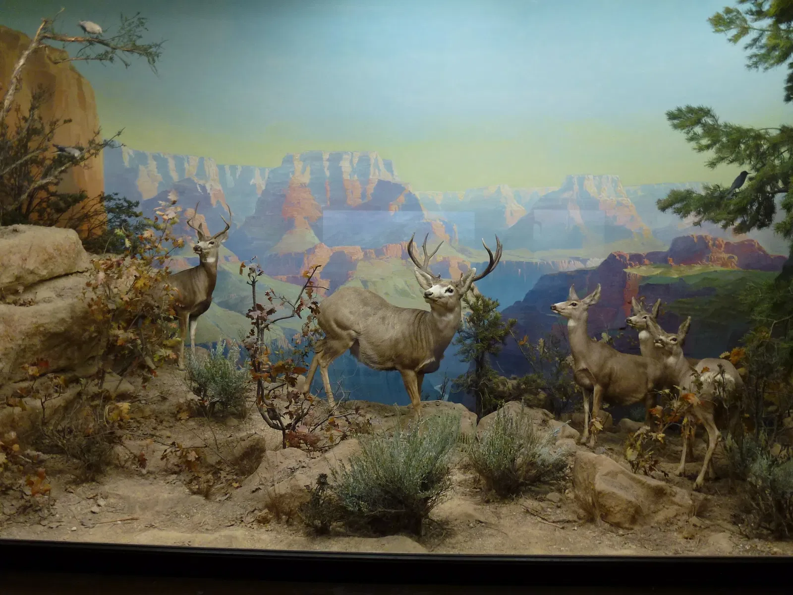 Musée d'histoire naturelle du comté de Los Angeles