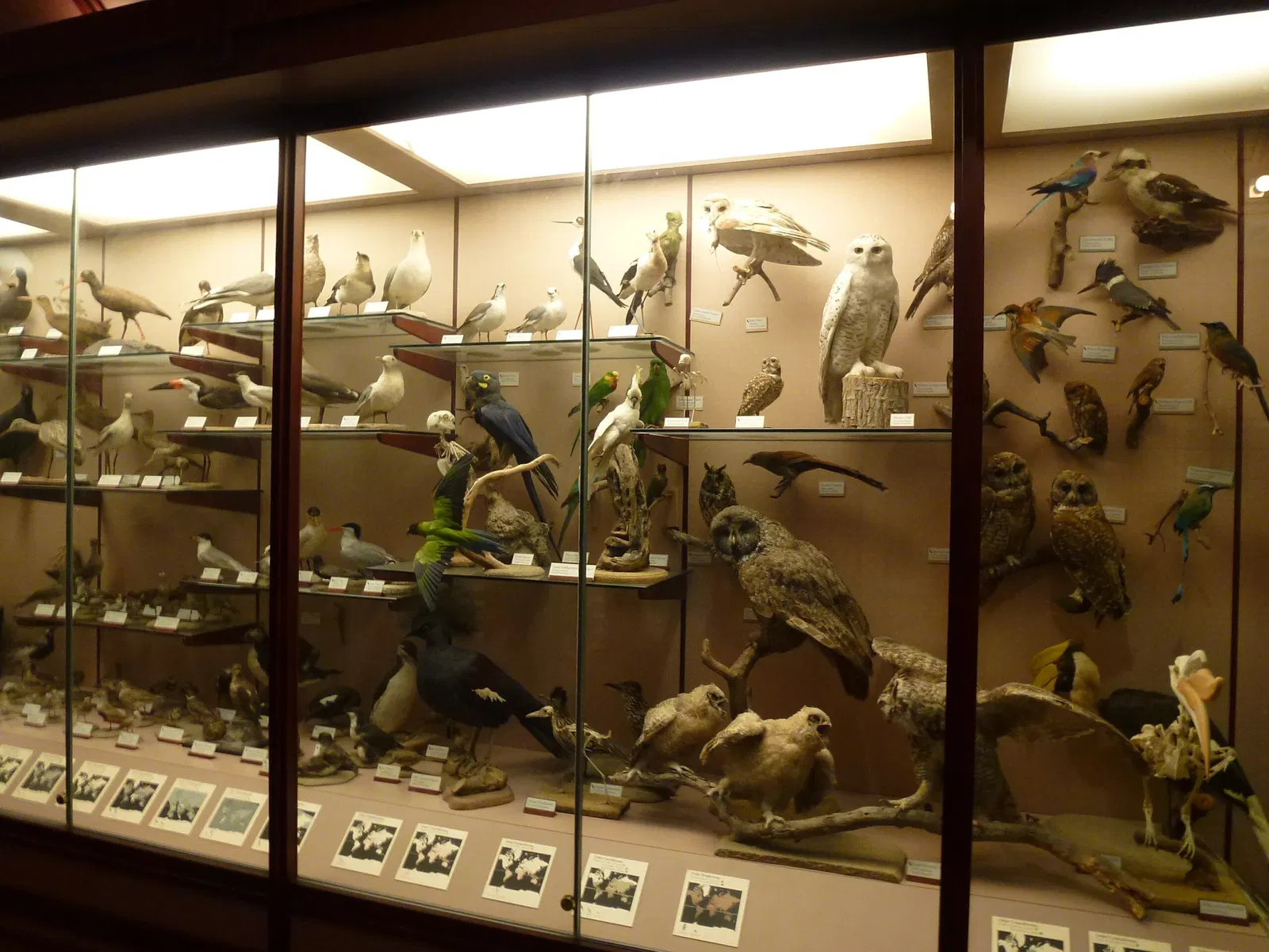 Musée d'histoire naturelle du comté de Los Angeles