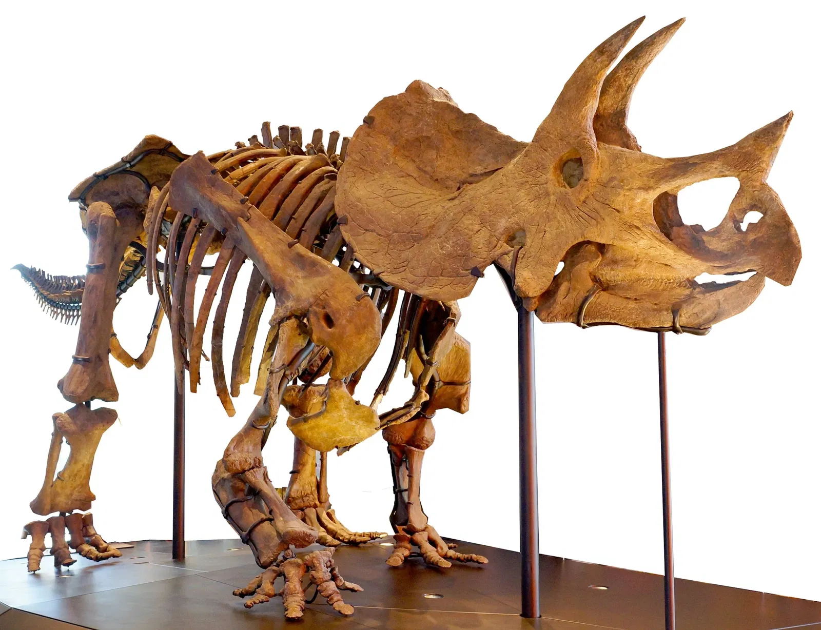 Musée d'histoire naturelle du comté de Los Angeles