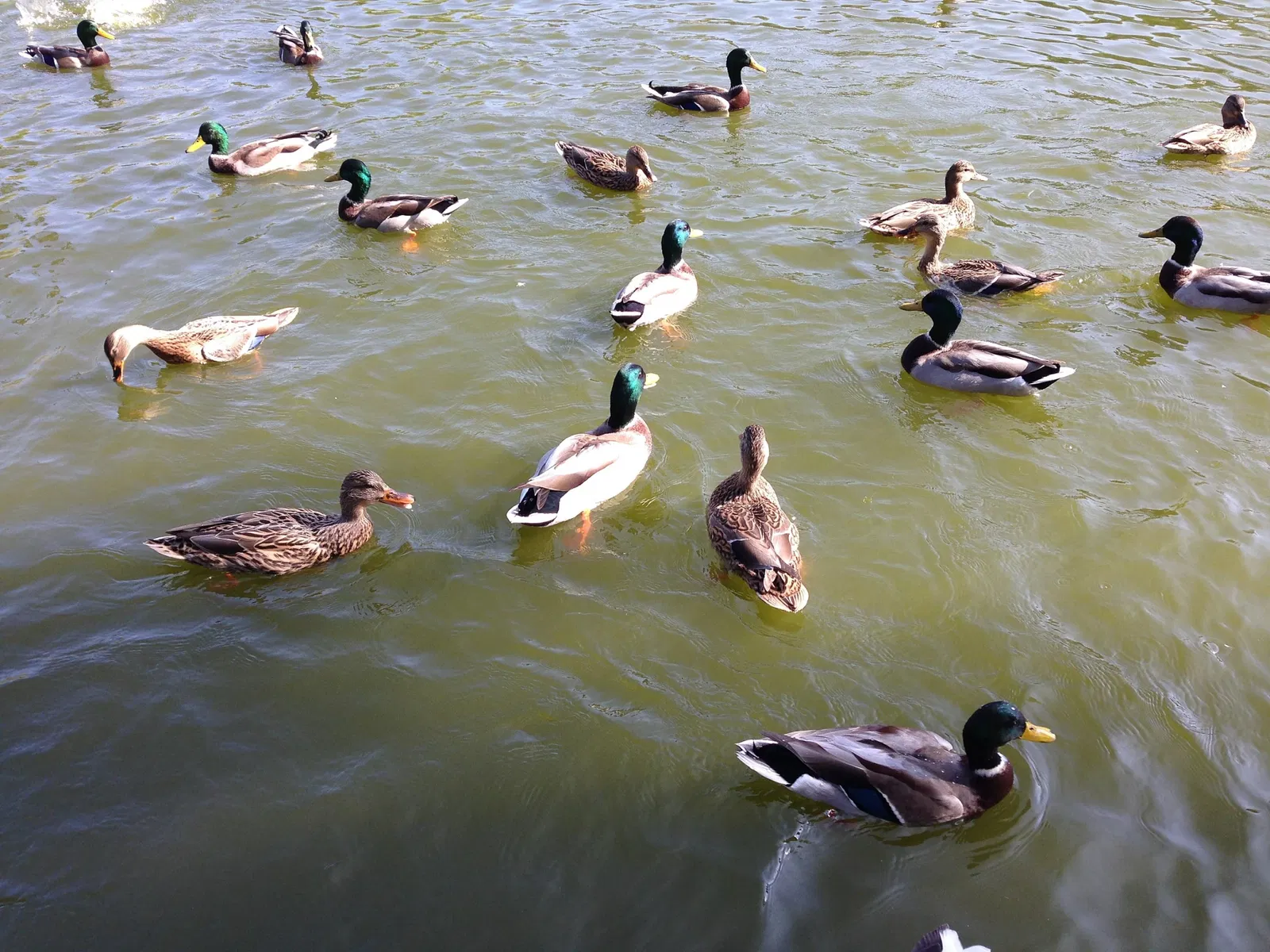 Los Encinos State Historic Park