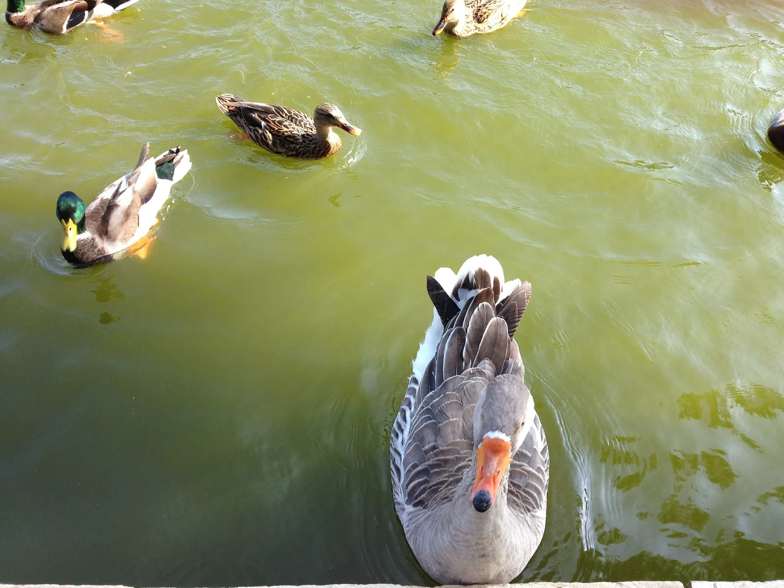 Los Encinos State Historic Park