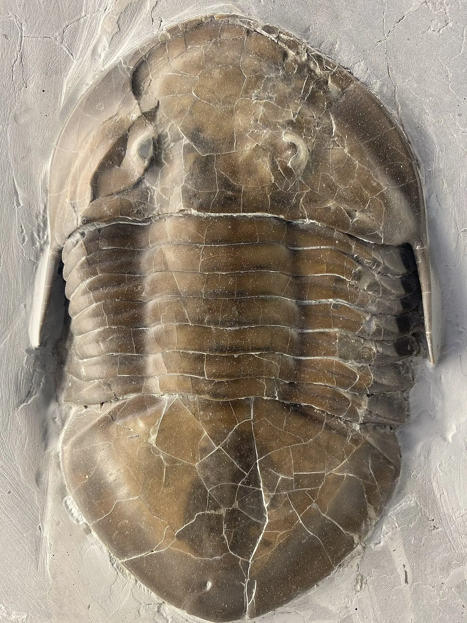 Museo Nacional de Historia Natural de los Estados Unidos