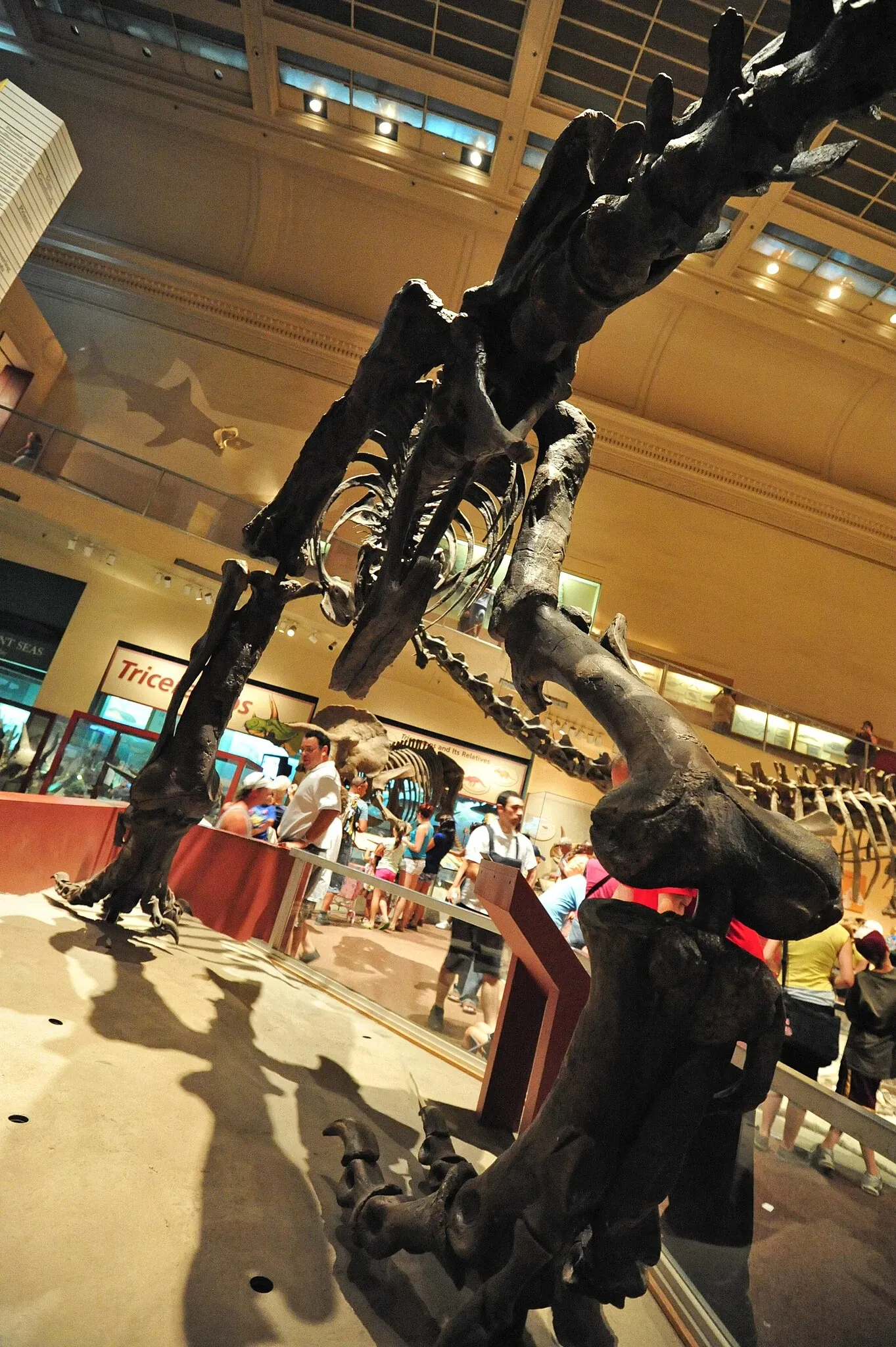 Musée national d'histoire naturelle des États-Unis