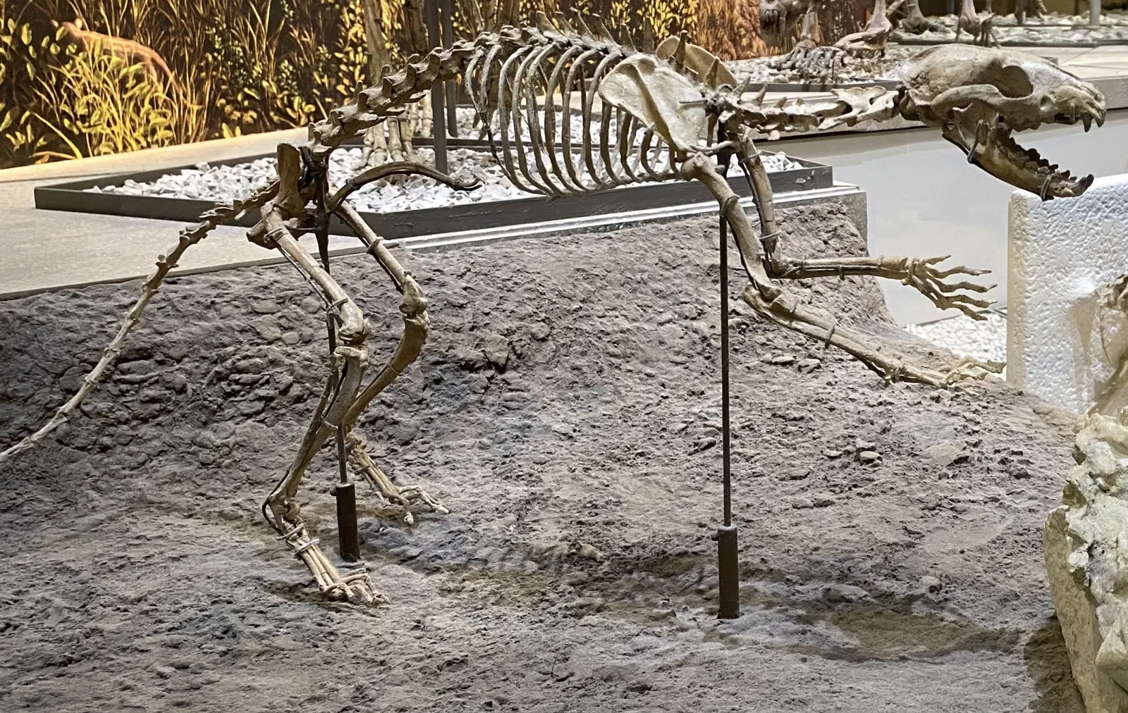 Museo Nacional de Historia Natural de los Estados Unidos