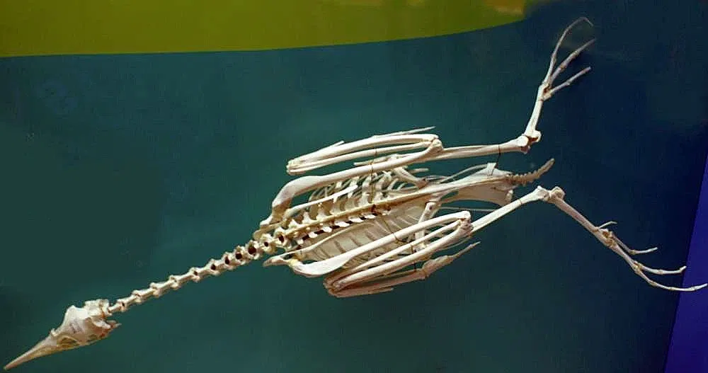 Musée national d'histoire naturelle des États-Unis