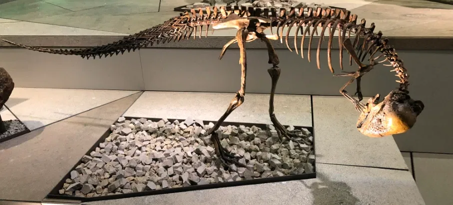 Musée national d'histoire naturelle des États-Unis