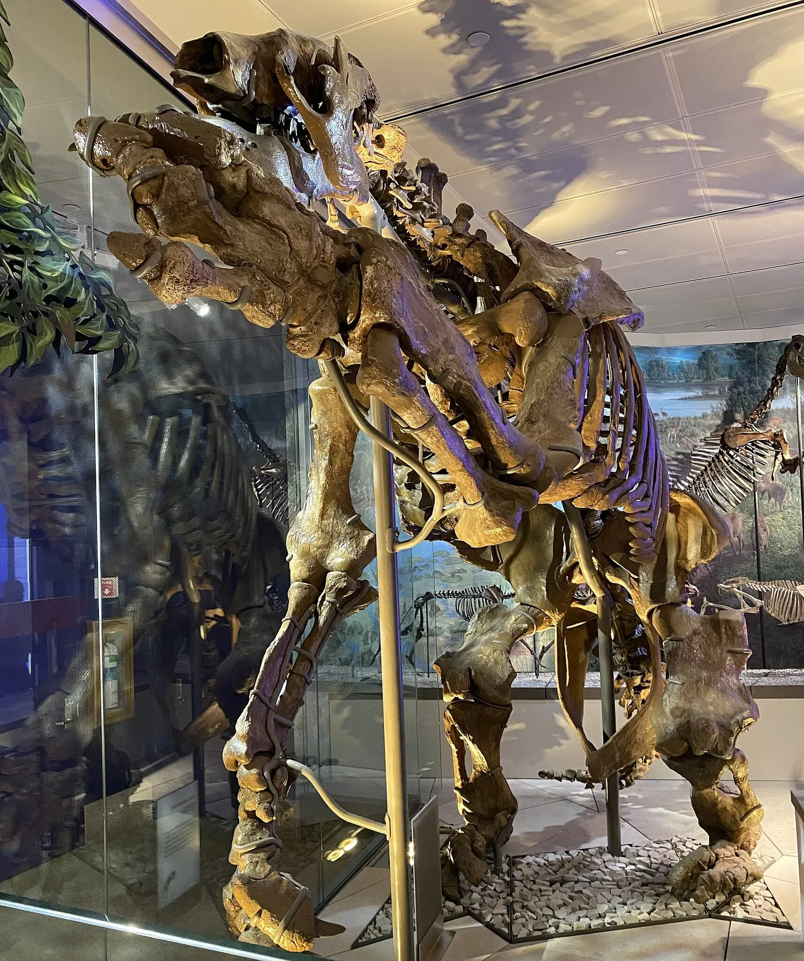 Musée national d'histoire naturelle des États-Unis