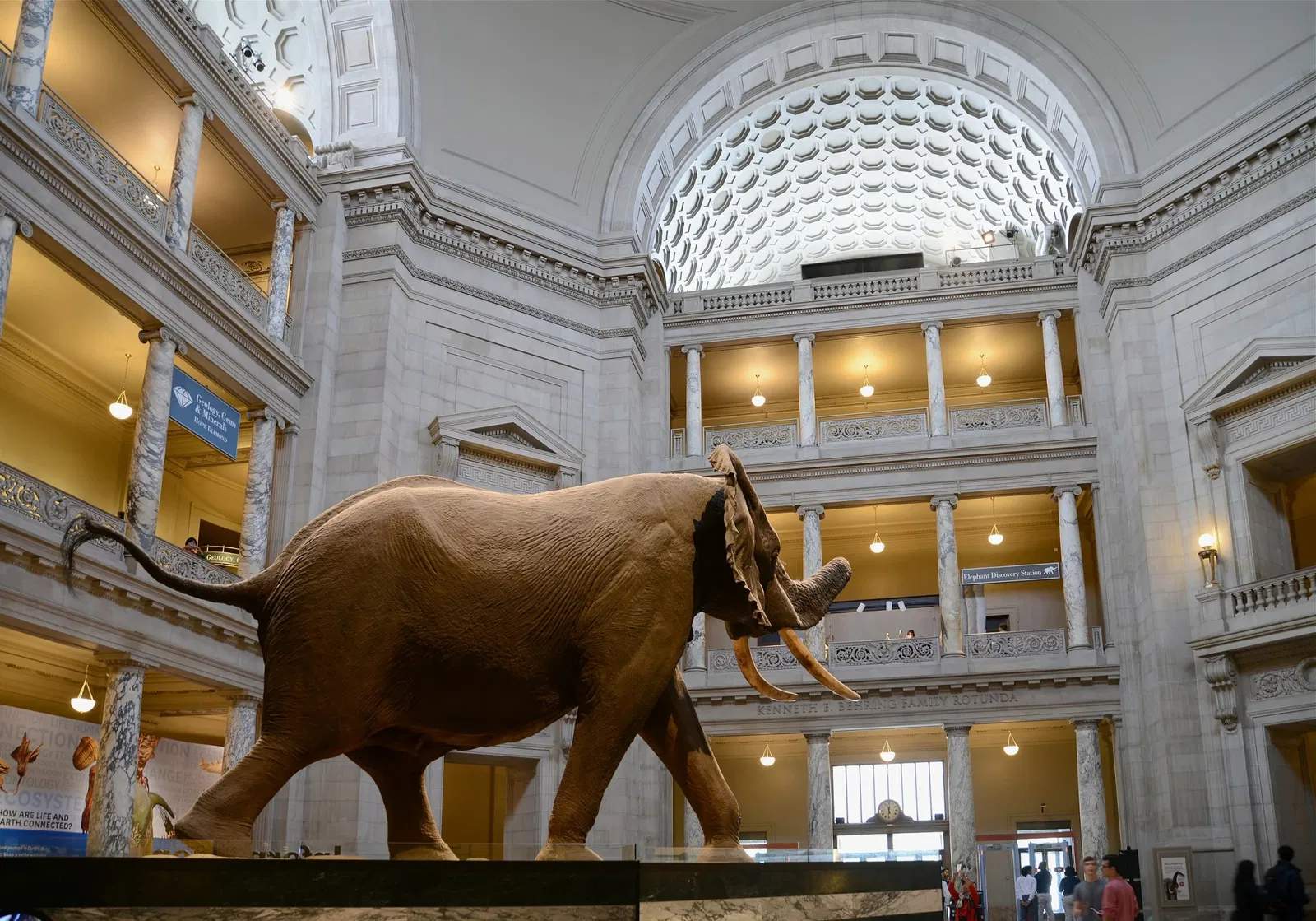 Musée national d'histoire naturelle des États-Unis