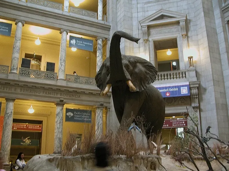 Musée national d'histoire naturelle des États-Unis