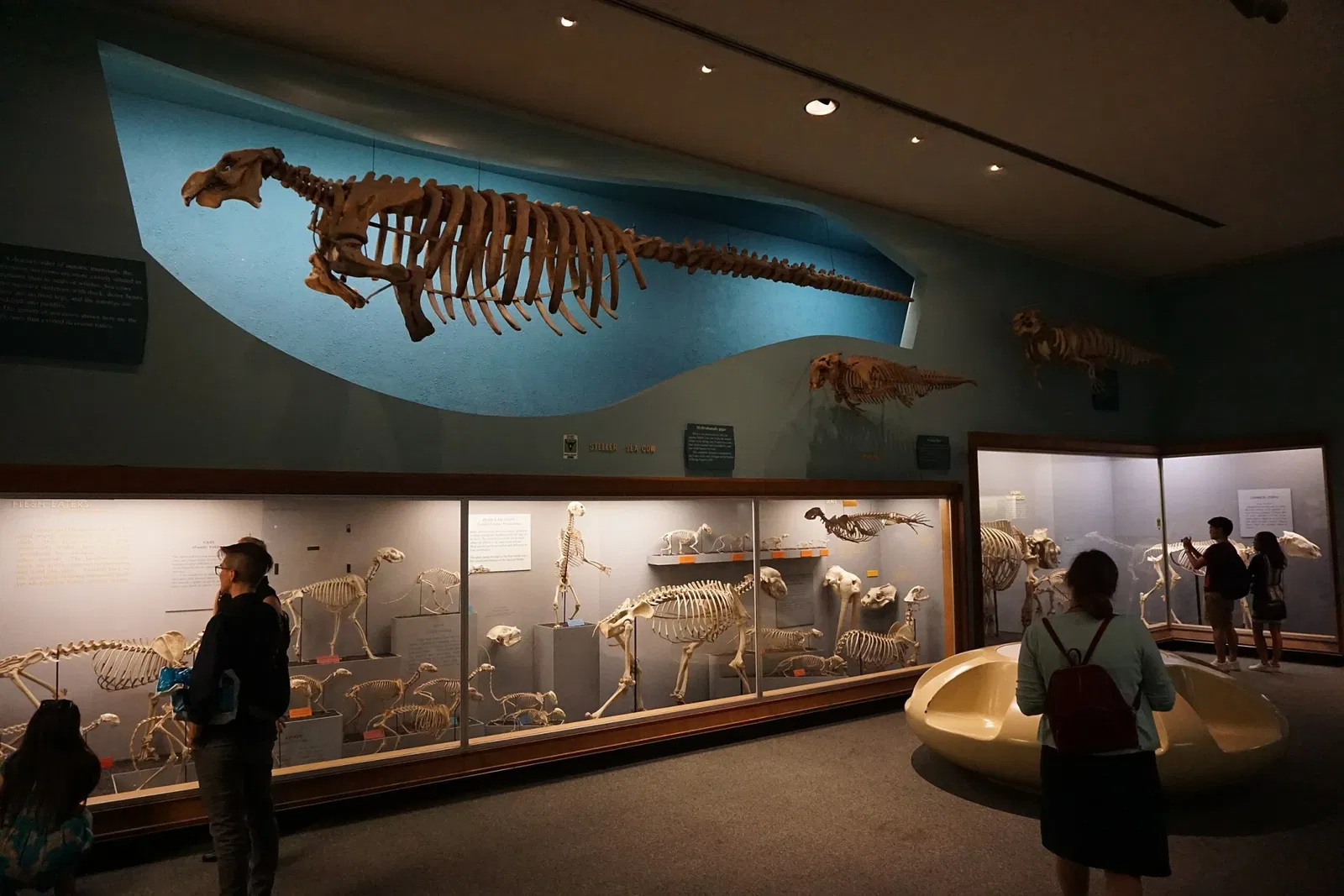 Musée national d'histoire naturelle des États-Unis