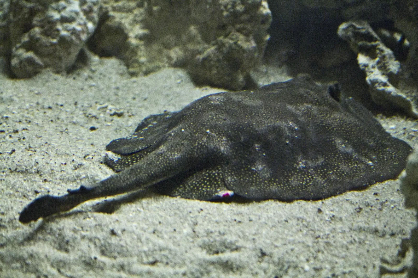 Florida Aquarium