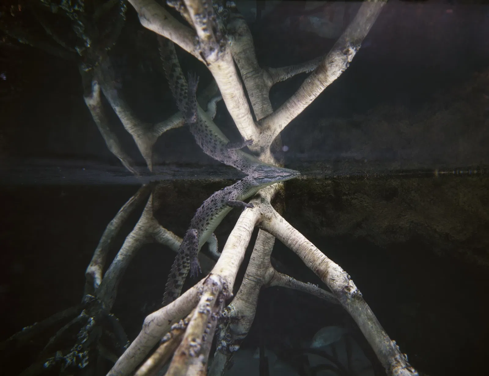 Acuario de la Florida