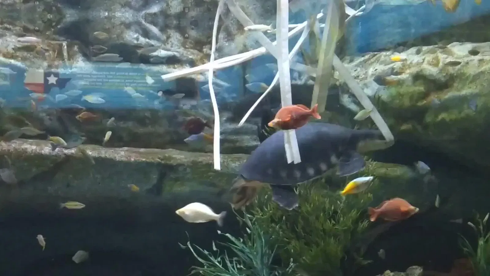 Zoológico de San Antonio