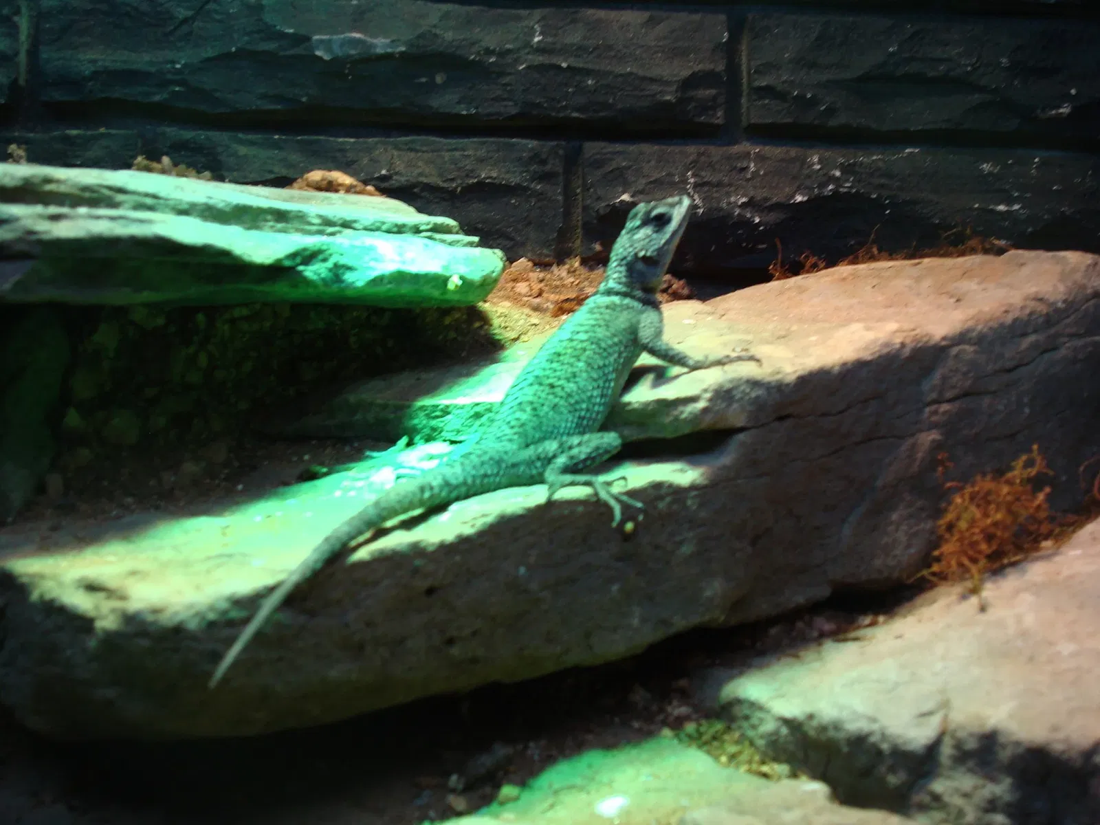 Zoológico de San Antonio