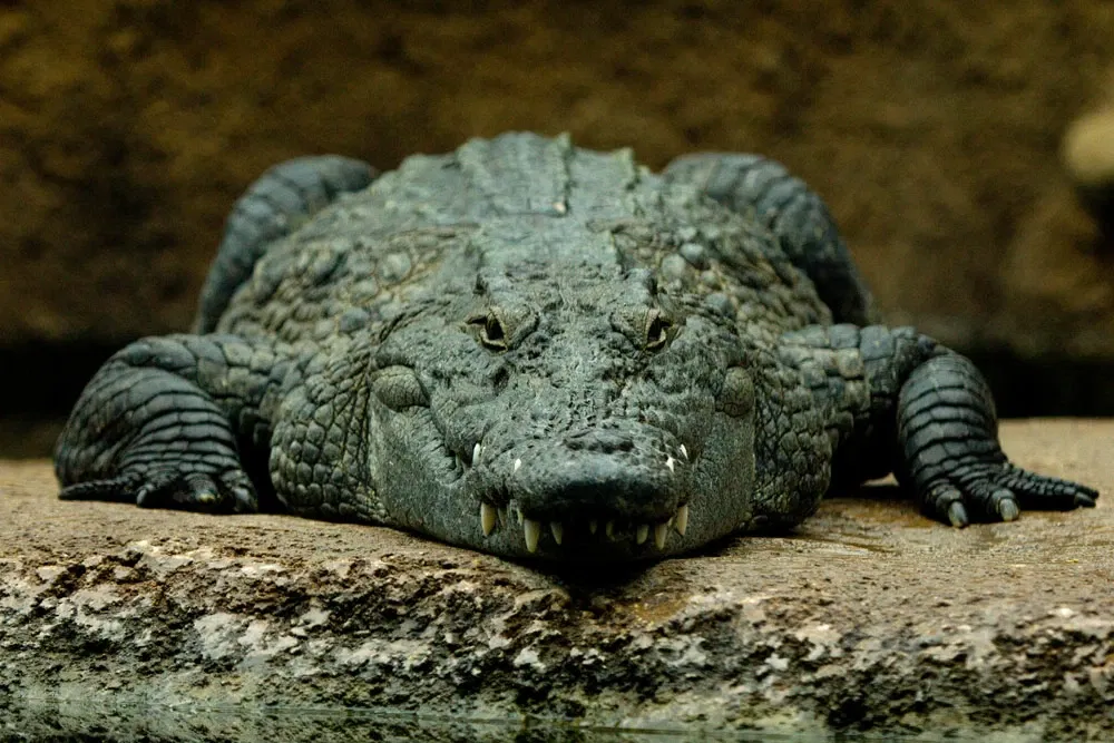 Zoo et Aquarium de San Antonio