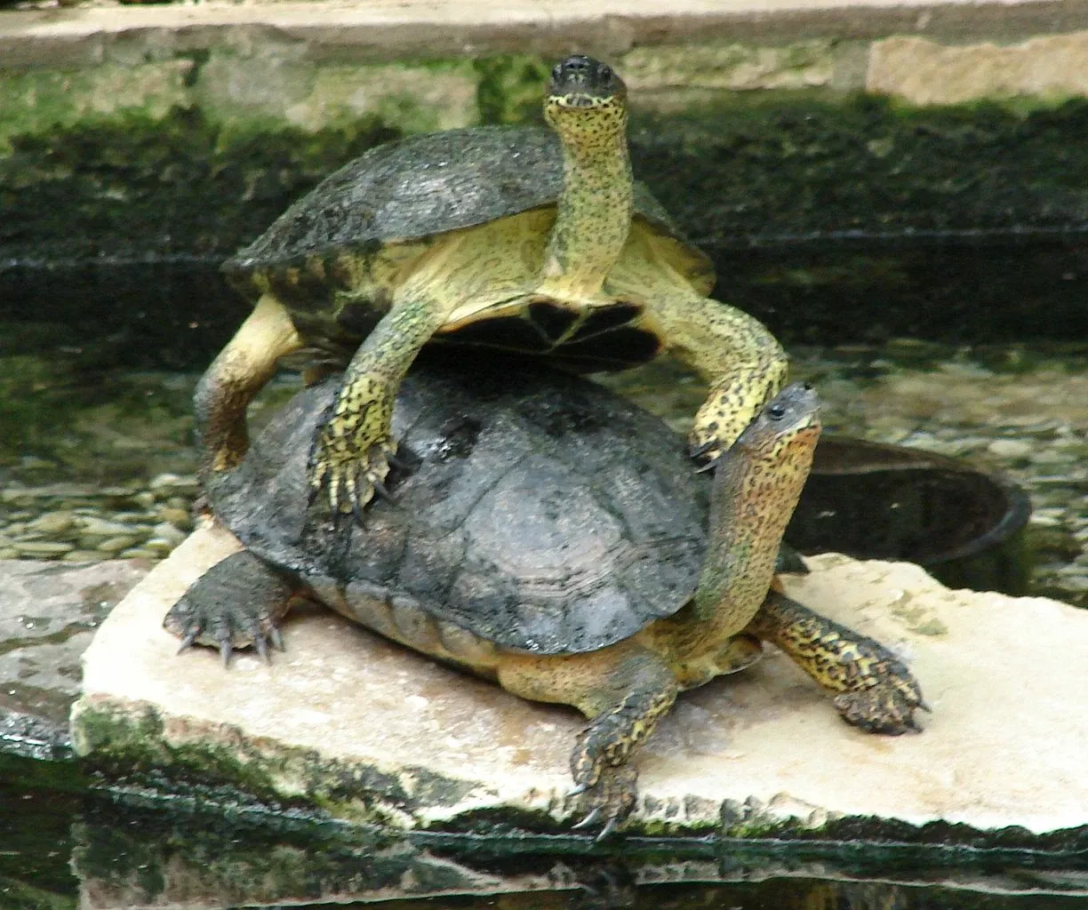Zoo et Aquarium de San Antonio