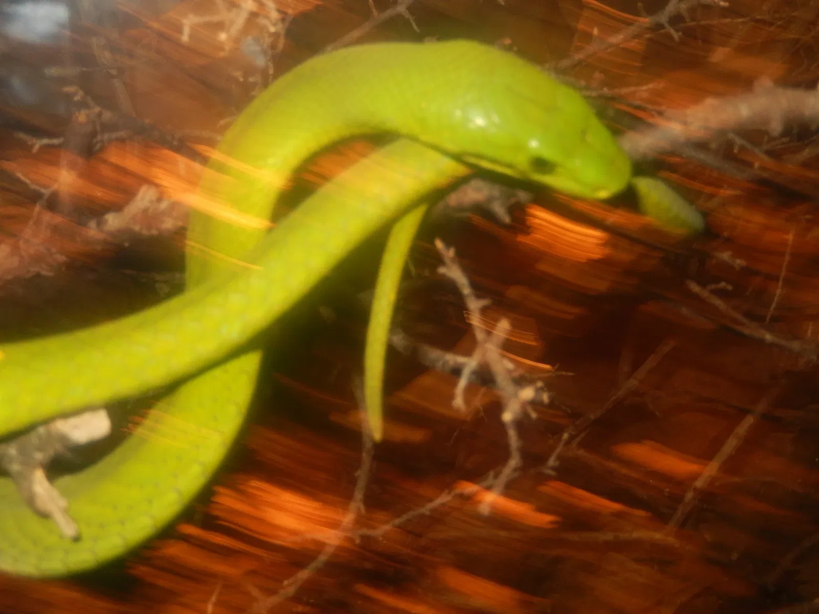 Zoológico de San Antonio