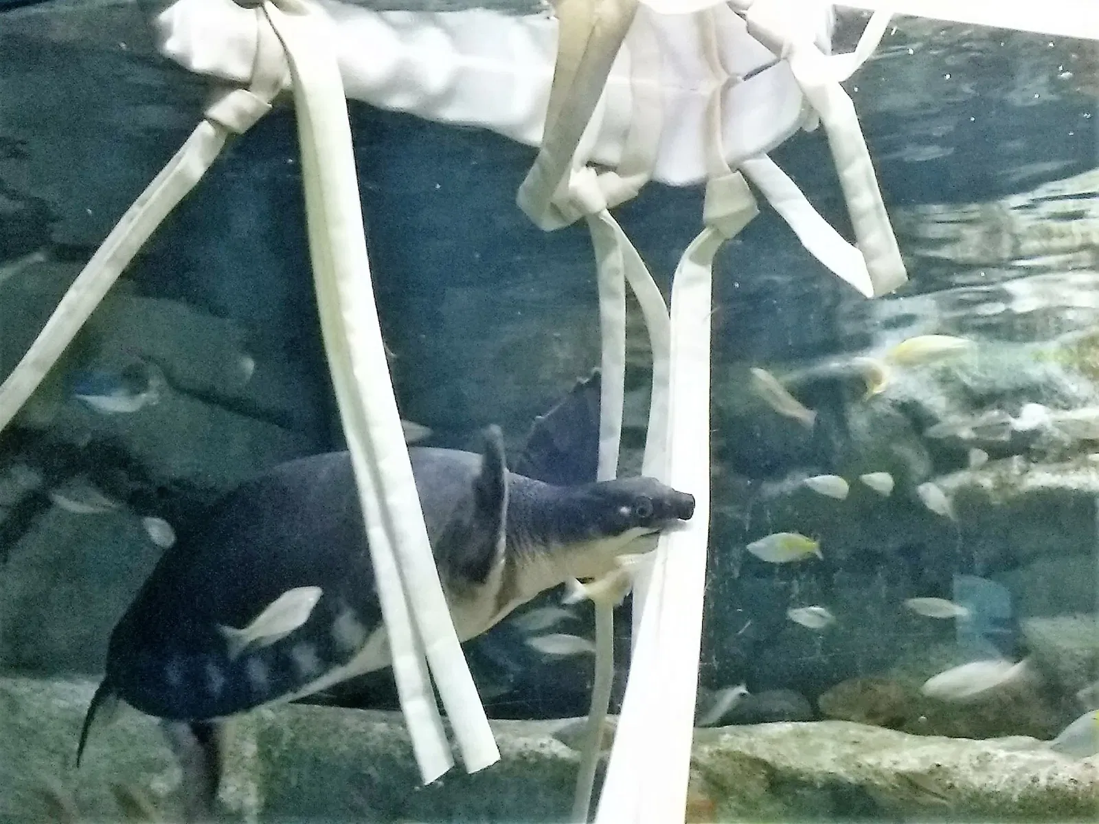 Zoo et Aquarium de San Antonio