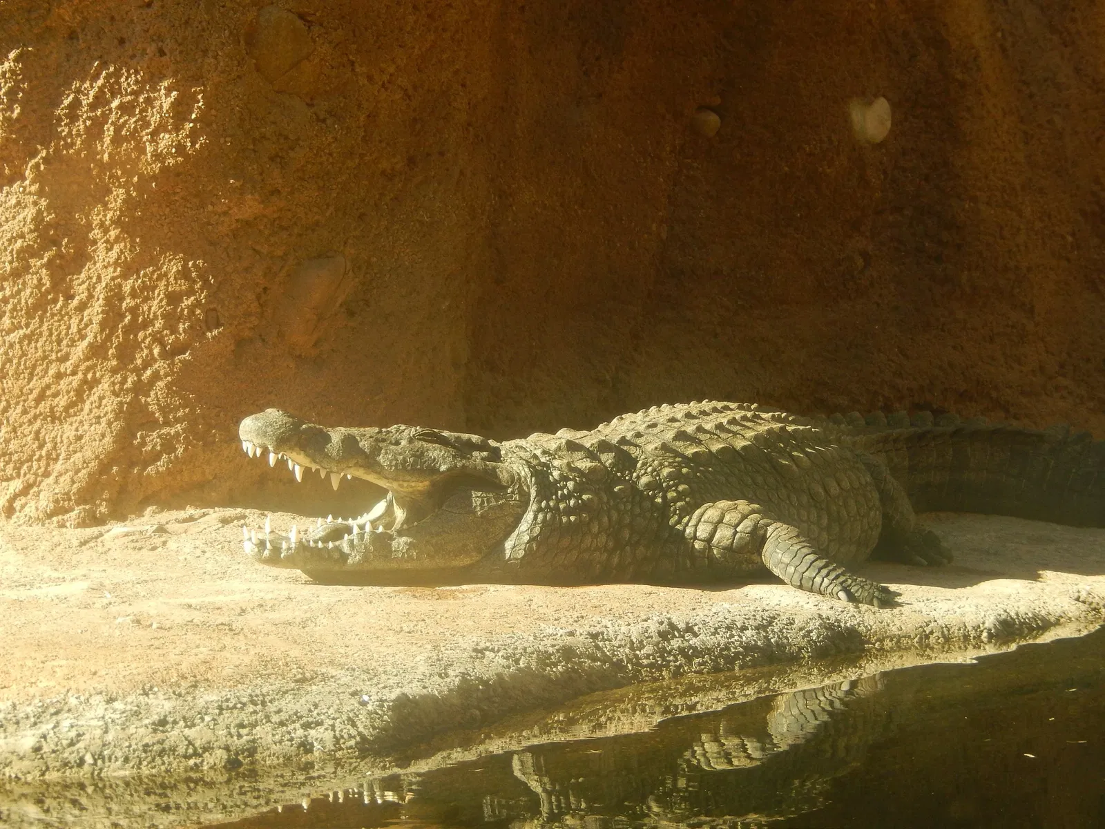 Zoológico de San Antonio