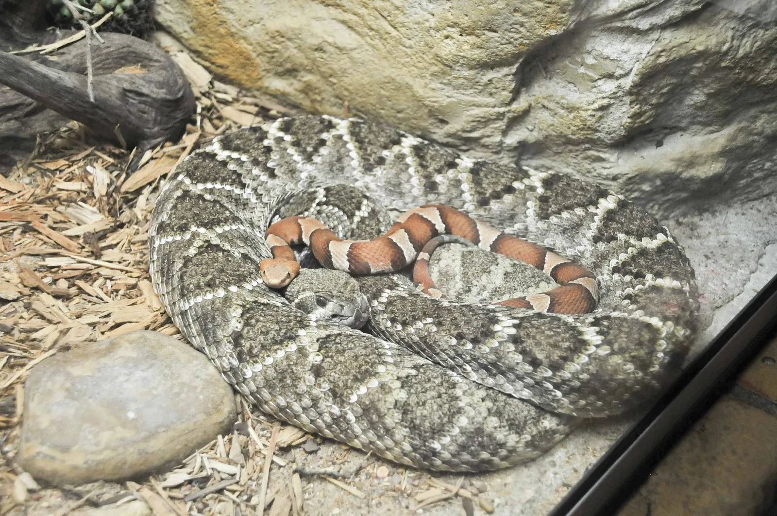 Zoo et Aquarium de San Antonio