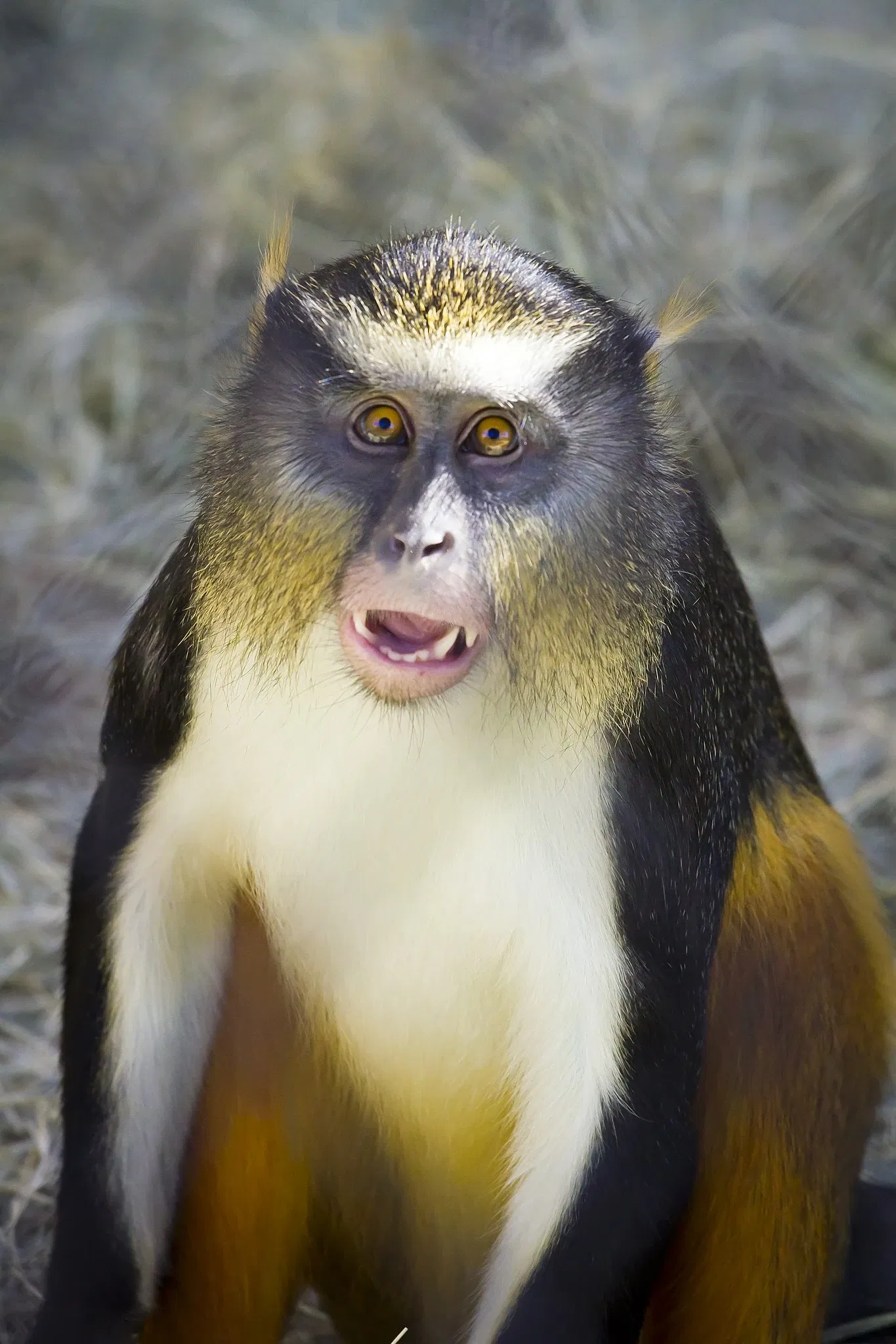 Zoológico de San Antonio