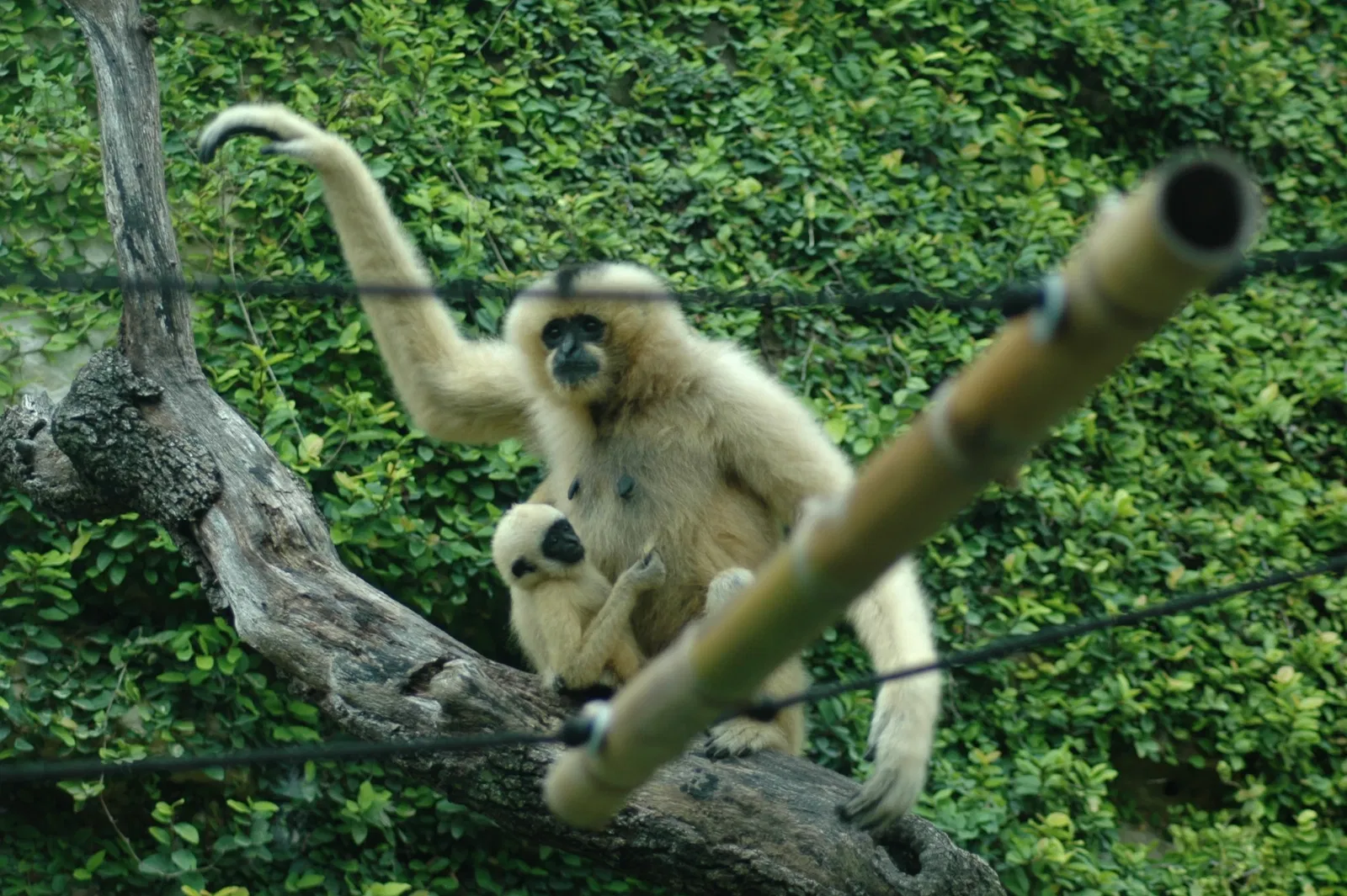 Zoológico de San Antonio