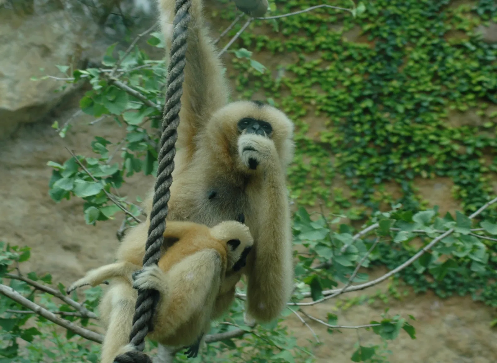 Zoo et Aquarium de San Antonio