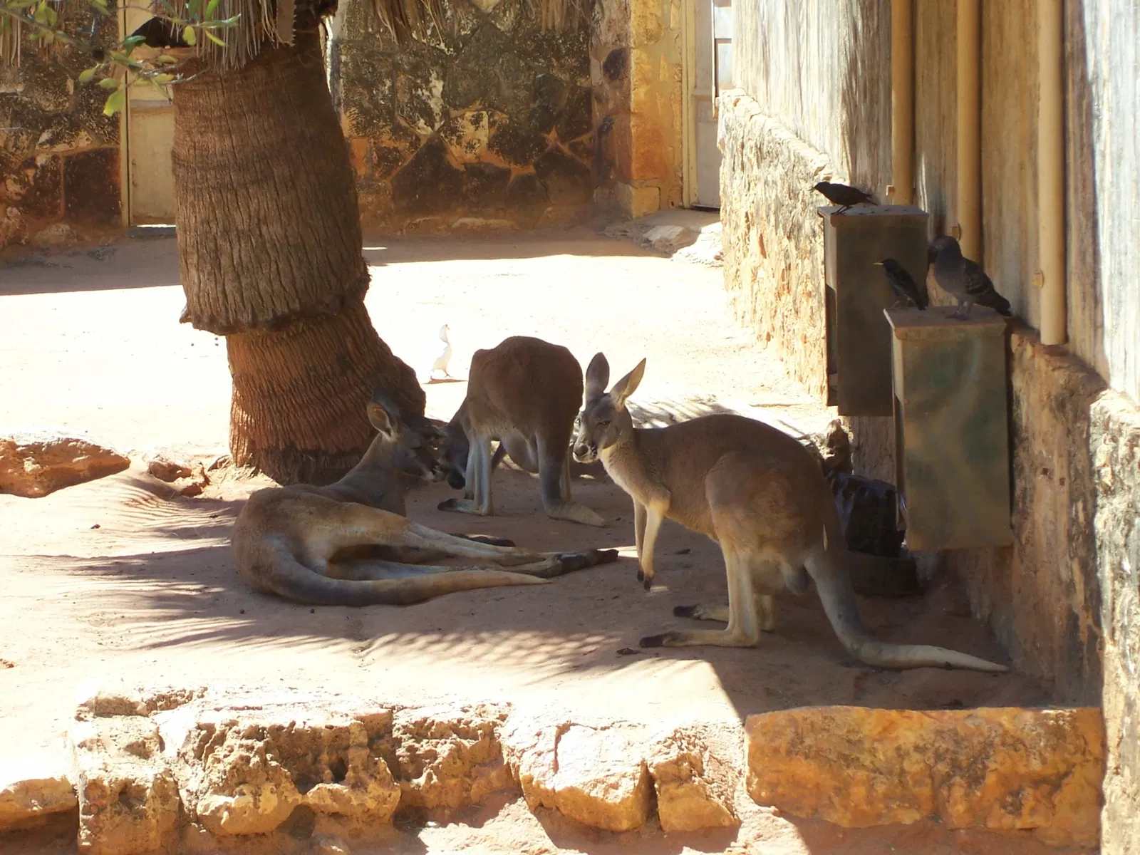 Zoo et Aquarium de San Antonio