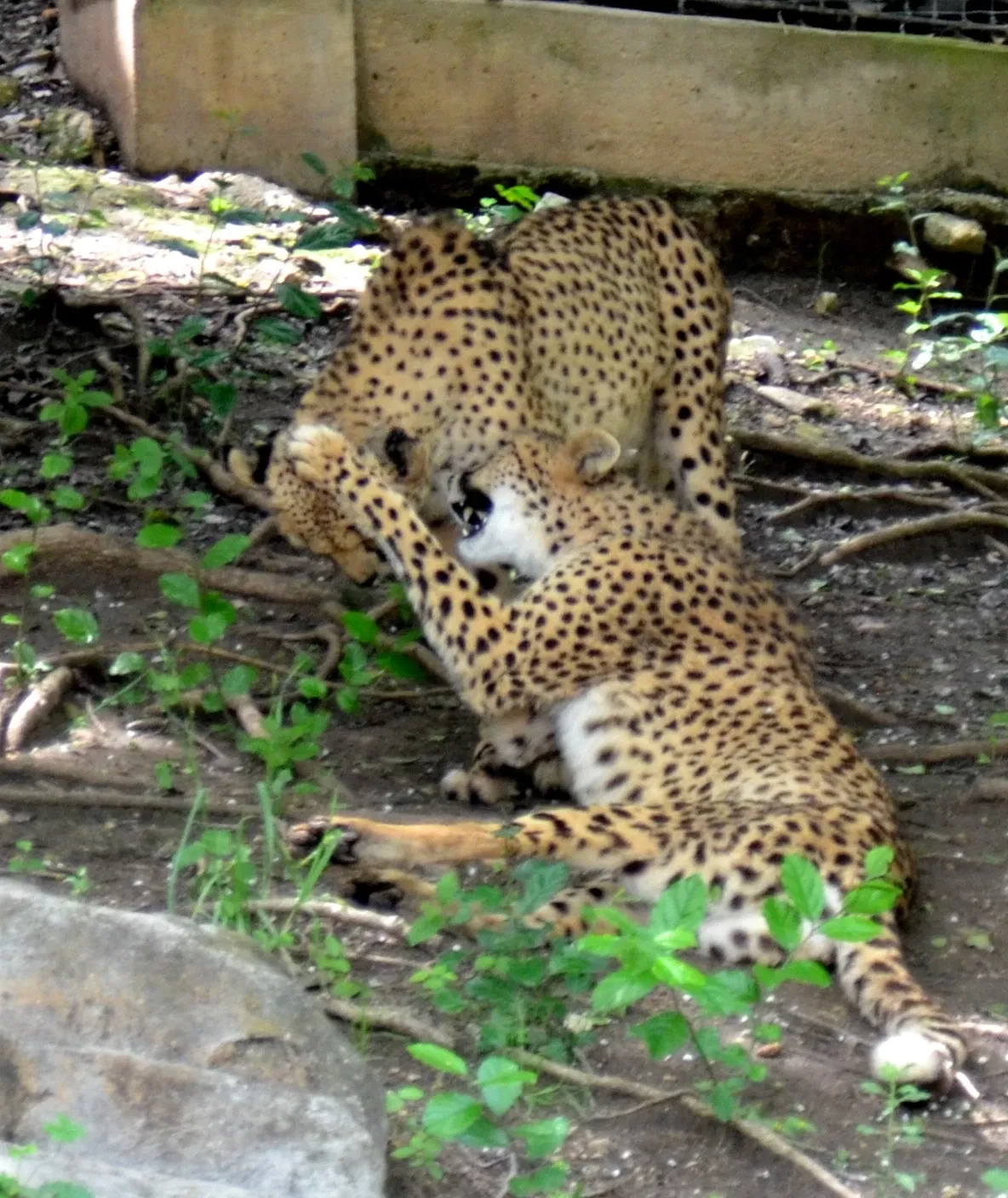 Zoo et Aquarium de San Antonio