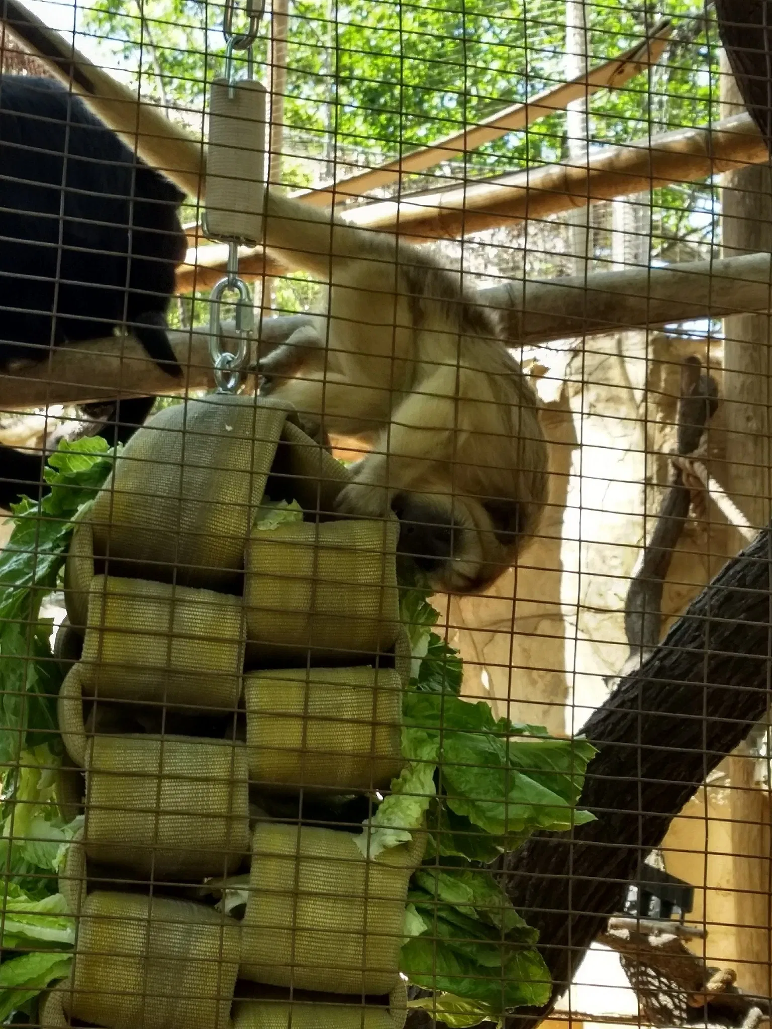 Zoo et Aquarium de San Antonio