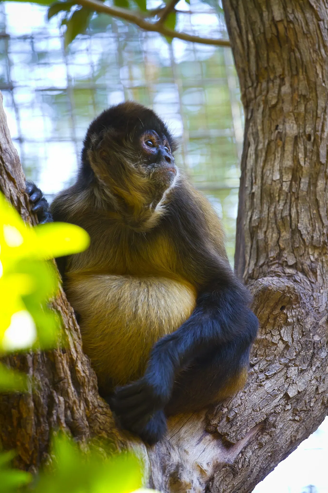 Zoológico de San Antonio