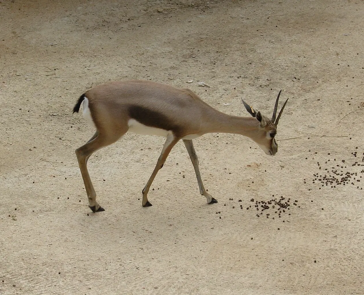 San Antonio Zoo