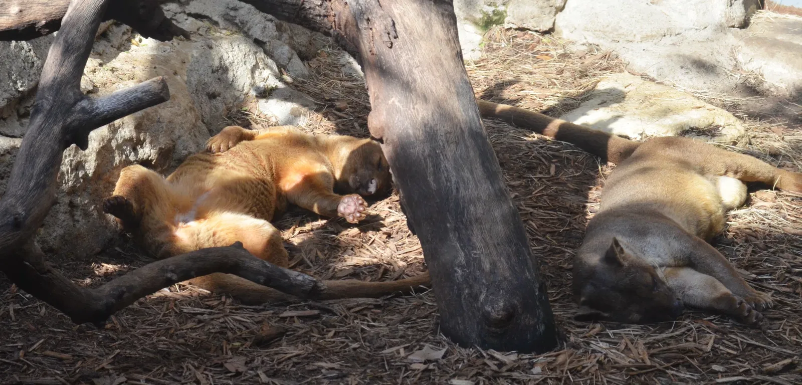 Zoológico de San Antonio