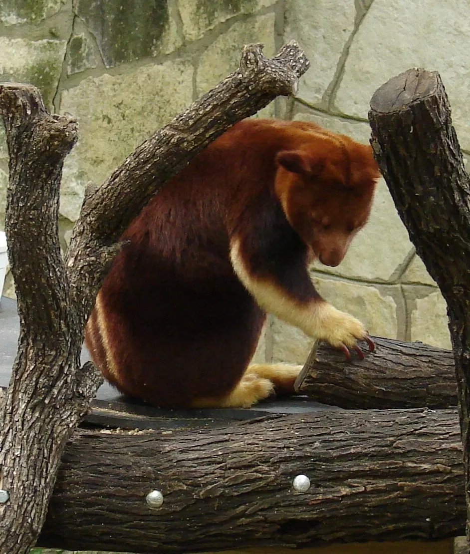 Zoológico de San Antonio